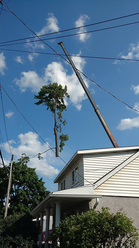 abattage d'arbre