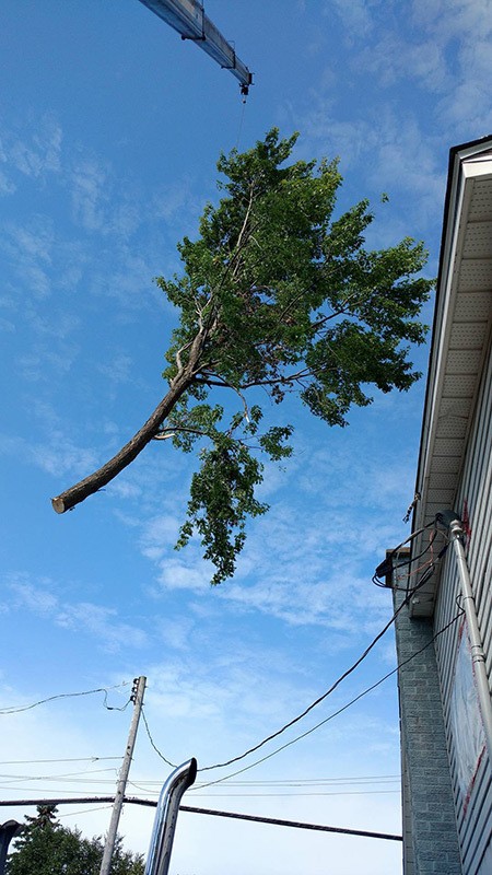 abattage d'arbre