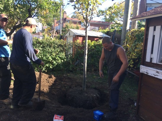 Fertilisation et plantation